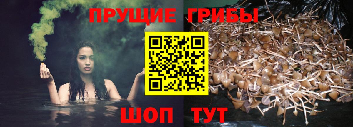 Псилоцибиновые грибы Psilocybe  Вход с VPN  магазин  наркотиков  Курчалой 